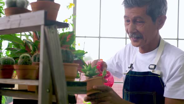 Happy senior gardener man taking care of his plants in greenhouse.