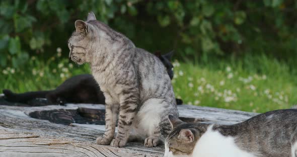 Cat drink of the milk in the park