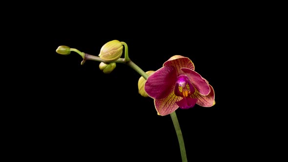 Blooming Red Orchid Phalaenopsis Flower