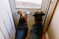 Two mixed breed rescue dogs waiting to be let out at the back door - PhotoDune Item for Sale
