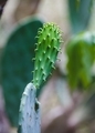 Tiny Cactus - PhotoDune Item for Sale