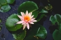 Flower and Lily Pads - PhotoDune Item for Sale