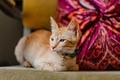 Cute, comfy orange ginger kitten on a chair in front of colorful patterned pillow - PhotoDune Item for Sale