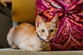 Cute, comfy orange ginger kitten on a chair in front of colorful patterned pillow - PhotoDune Item for Sale