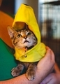Banana Kitten - PhotoDune Item for Sale
