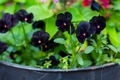 Black Pansy flowers in a flower pot with purple tints - PhotoDune Item for Sale