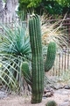 Cactus - PhotoDune Item for Sale
