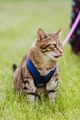 Handsome cat on a blue harness and leash going for a walk in the backyard grass, licking his lips - PhotoDune Item for Sale