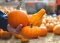 Man’s hand holding three orange pumpkins and gourds in the autumn - PhotoDune Item for Sale