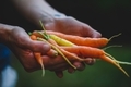 Organic grown garden fresh-picked heirloom carrots being held in a woman’s hands - PhotoDune Item for Sale