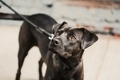Cute black lab pit bull mix dog on a leash looking up - PhotoDune Item for Sale