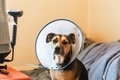Sad tricolor dog wearing a plastic cone and looking at the camera - PhotoDune Item for Sale