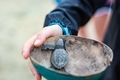 Freshly hatched baby sea turtle in an empty half coconut shell held by a hand - PhotoDune Item for Sale