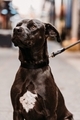 Cute black lab pit bull mix dog with a white patch on a leash - PhotoDune Item for Sale