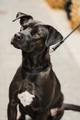 Cute handsome striking black lab pit bull mix dog with a white patch, on a leash  - PhotoDune Item for Sale