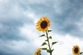 Stormy cloudy sky with sunflowers in the foreground - PhotoDune Item for Sale