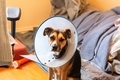 Sad tricolor dog wearing a plastic cone and looking at the camera - PhotoDune Item for Sale