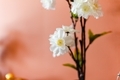 Fake artificial white decorative flowers against a terracotta-colored background wall - PhotoDune Item for Sale