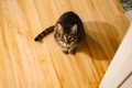 Cute little tabby cat looking up at the camera from a wood floor - PhotoDune Item for Sale