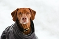 Beautiful Visla dog with white muzzle looking at the camera in the winter with snow on her  - PhotoDune Item for Sale