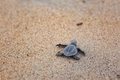 Freshly hatched baby sea turtle walking on the sand towards the ocean - PhotoDune Item for Sale