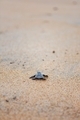 Freshly hatched baby sea turtle walking on the sand towards the ocean  - PhotoDune Item for Sale