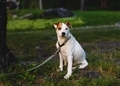 Jack Russel Terrier Tied to Tree - PhotoDune Item for Sale