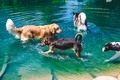 Dogs in the Water - PhotoDune Item for Sale