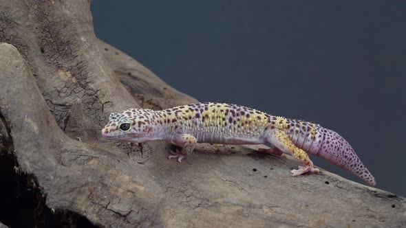 Leopard Gecko Standard Form, Eublepharis Macularius on Wooden Snag at Black Background in Studio