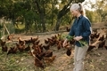 Senior woman feeding chickens - PhotoDune Item for Sale