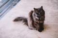 animal - PhotoDune Item for Sale