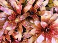 Bromeliad plant close up with visible leaves pattern  - PhotoDune Item for Sale