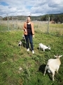 Farm life on eco-friendly farm where goats roam free over rotating fields  - PhotoDune Item for Sale