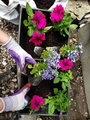 Sprint time gardening planting annual flowers in flower beds  - PhotoDune Item for Sale