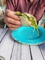 Hand holding soft taco - PhotoDune Item for Sale