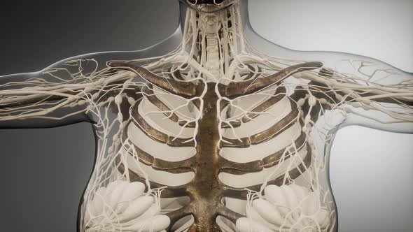 Transparent Human Body with Visible Bones alt