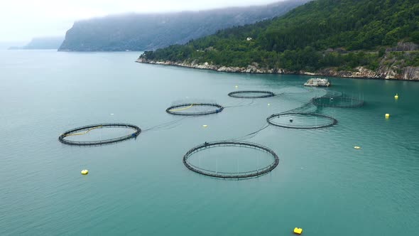 Farm Salmon Fishing in Norway