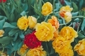 Yellow double bloom tulips in Spring.  - PhotoDune Item for Sale