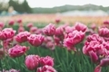 Pink, double bloom tulips.  - PhotoDune Item for Sale