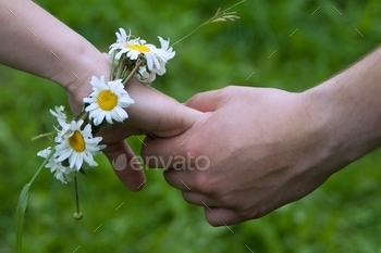  your hand, daisies, summer, meadow, outdoor, youth, happiness, life, dove. woman, hand, bracelet, wreath, meadow, man, handshake, hold in hands, hands, in hands, harmony, together, near, couple, together, relationship, two, wristband, bangle, armlet, wrist strap, juvenility, lifestyle, idea, concept, together, close, support, forward,  communication, attitude, green background, daisies,