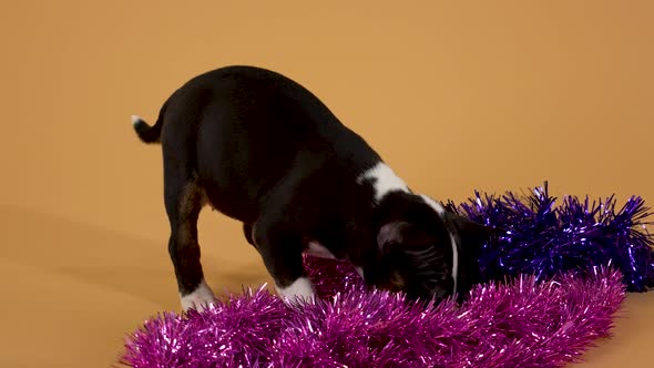 Miniature Bull Terrier Puppy Sniffs the Purple Christmas Tinsel with Curiosity