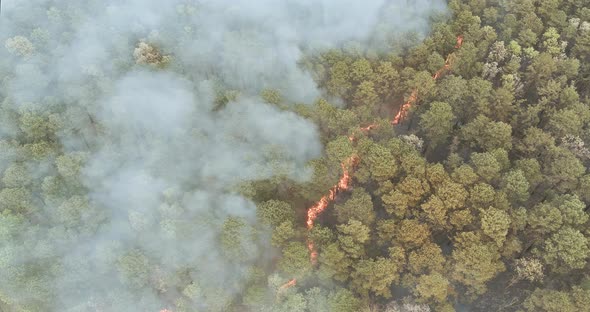 Forest in California with Panorama Aerial Wildfire is Burning Trees Dry Grass