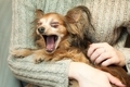 cute little dog yawns in the girl's arms - PhotoDune Item for Sale
