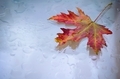 red maple leaf on wet, rain-soaked glass - PhotoDune Item for Sale