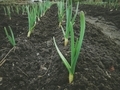 Green garlic. Garlic. Garden bed. Bed - PhotoDune Item for Sale