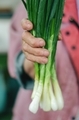 A woman holds a fresh green onion in her hands. Fresh harvest of green onions - PhotoDune Item for Sale