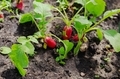 Radish harvest - PhotoDune Item for Sale