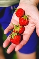Ripe strawberries - PhotoDune Item for Sale