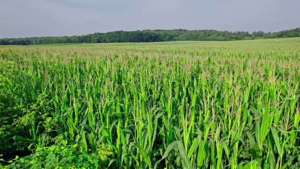Beautiful Summer Landscape of a Corn Field