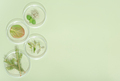 top view of petri dishes with wild grown forest plants, fir tree branch, moss and bilberry leaves - PhotoDune Item for Sale